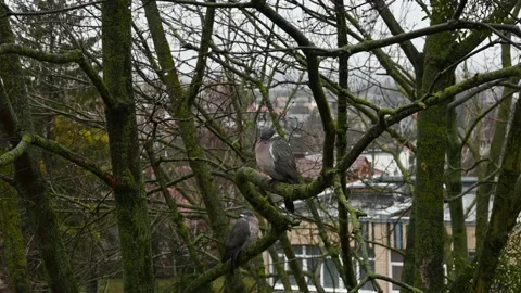 Pigeons Stock Footage 187175439