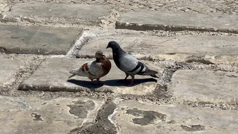 Pigeons Stock Footage 194562251