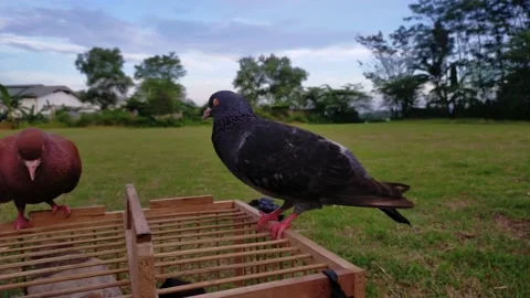 Pigeons Stock Footage 195276000