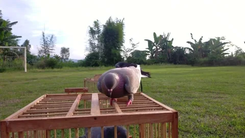 Pigeons Stock Footage 195276013