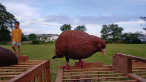 Pigeons Stock Footage 195276074