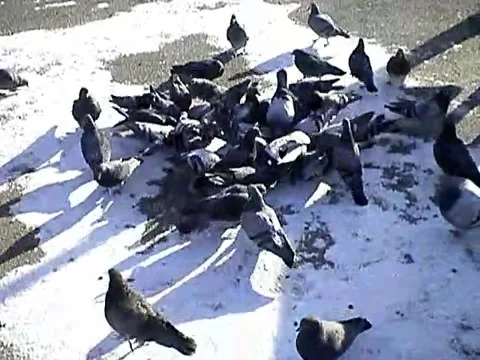 Pigeons Video stock 222588682