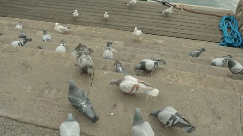 Pigeons Stock Footage 234202560
