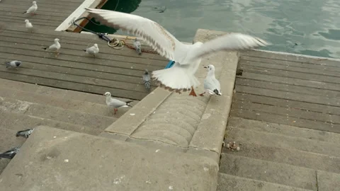 Pigeons Stock Footage 234202638