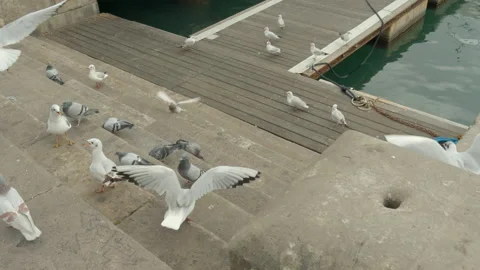 Pigeons Stock Footage 234202657