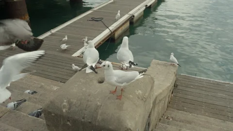 Pigeons Stock Footage 234202666