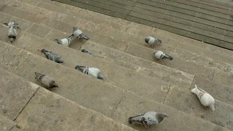 Pigeons Stock Footage 234202851