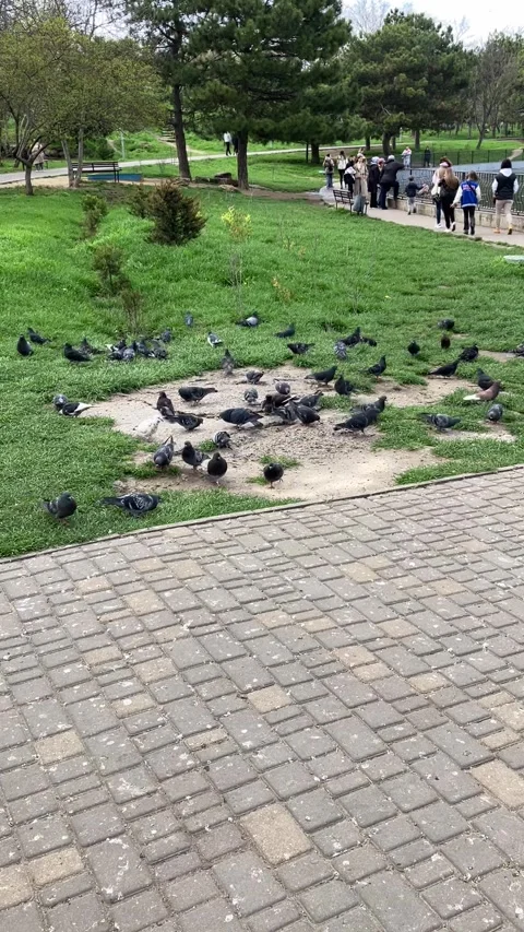 Pigeons Stock Footage 239906372