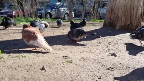 Pigeons Video stock 250490617