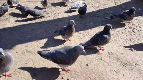 Pigeons Stock Footage 250490676