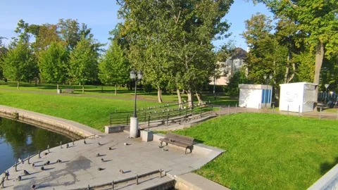 Pigeons Stock Footage 251992972