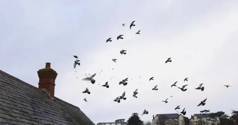 Pigeons Stock Footage 259906956