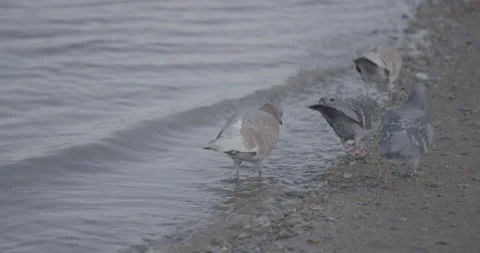 Pigeons Stock Footage 270539504