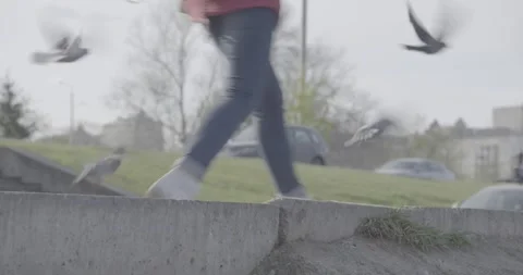 Pigeons Stock Footage 270539698