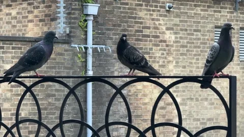 PIGEONS Stock Footage 276861805