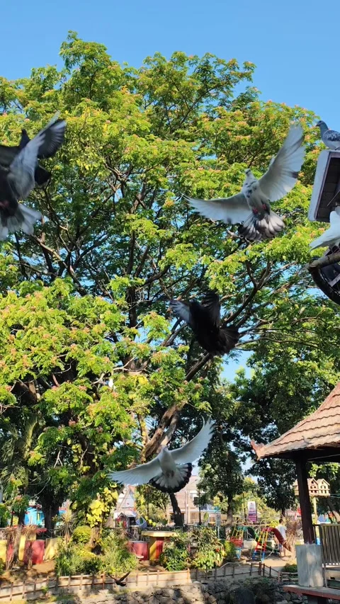 Pigeons Stock Footage 289476942