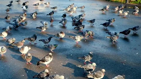 Pigeons Stock Footage 293502361