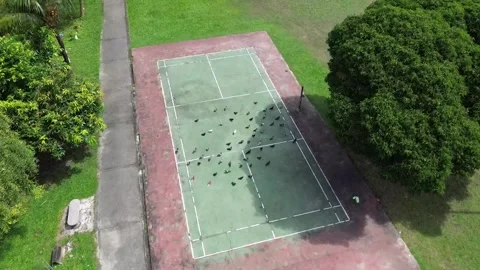 Pigeons Stock Footage 300322905