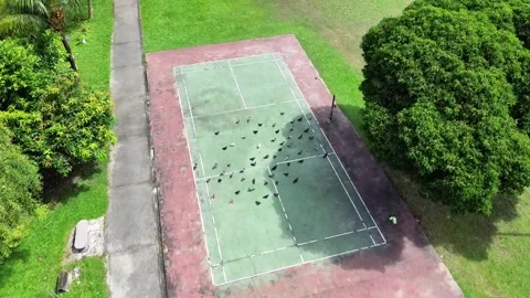 Pigeons Stock Footage 300325729