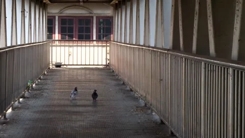 Pigeons on the Footbridge Stock Footage 262139558