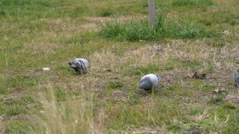 Pigeons forage on the grass, slow-motion footage Vidéo 267285318