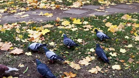 Pigeons foraging on grass covered with fallen autumn leaves. Stock Footage 289317184