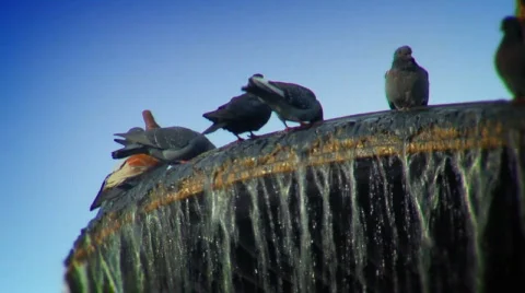 Pigeons on the fountain Stock Footage