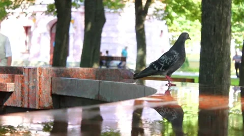 Pigeons in fountain Stock Footage 8577579
