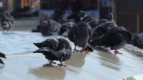 Pigeons on the Fountain Stock Footage 83688149