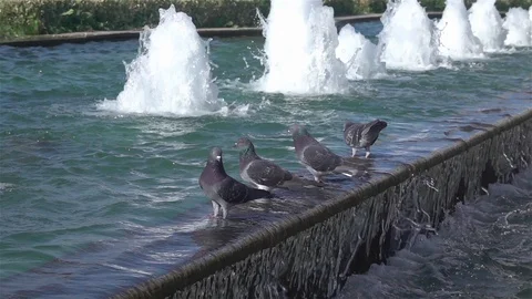 Pigeons On The Fountain Stock Footage 128719013