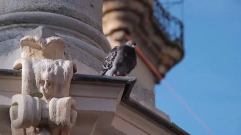 Pigeons on a Fountain ledge Stock Footage 230154172