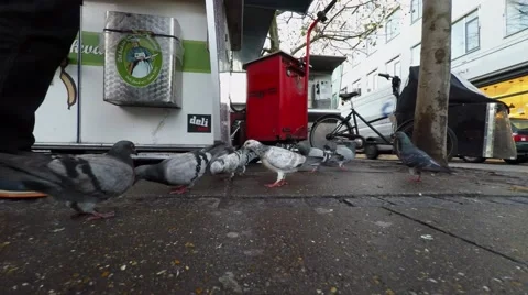Pigeons in front of a hot dag stand Video stock 44874788