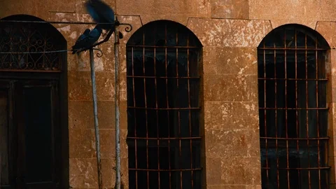 The pigeons in front of the old windows 스톡 동영상 70772467