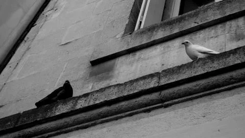 Pigeons front of a window looking at the camera - Black and white Stock Photos