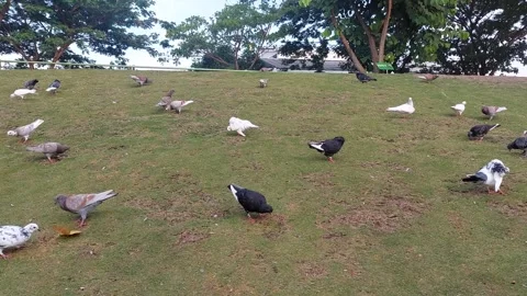 Pigeons in the garden Stock Footage 288181328