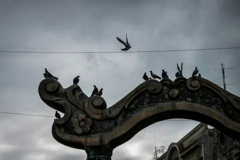Pigeons on a Gate Stock Photos