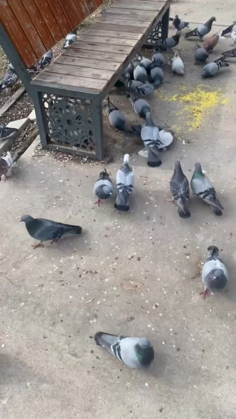 Pigeons Gathering in City Park While People Feed Birds Vídeos de archivo 330630236