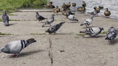 Pigeons Gathering on Ground Close Up Stockbeeldmateriaal 344056186