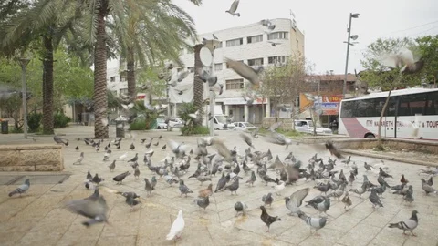 Pigeons Gathering In Nazareth Square Stock Footage 102178227