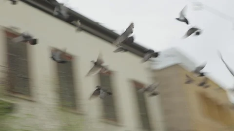 Pigeons Gathering In Nazareth Square Stock Footage 102178241