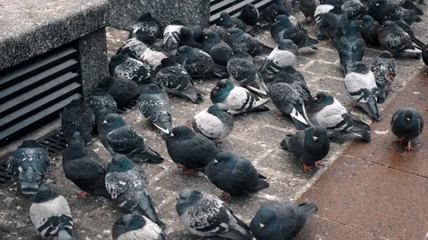 Pigeons getting warm in the ventilation Stock Footage 99316958