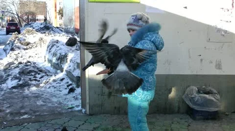 Pigeons got used to people and always at people try to elicit to eat Stock Footage