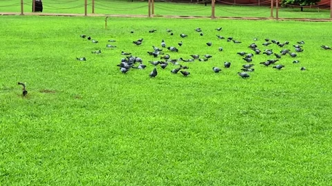 Pigeons in grass field 스톡 동영상 313610785