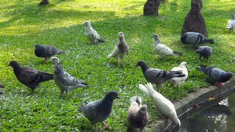 Pigeons on a grass lawn Stock Footage 78483716