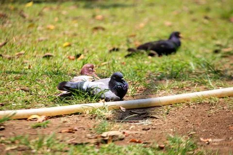 Pigeons on the grass in the park. Selective focus. Stock Photos