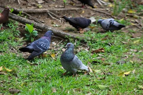 Pigeons on the grass in the park. Selective focus. Stock Photos