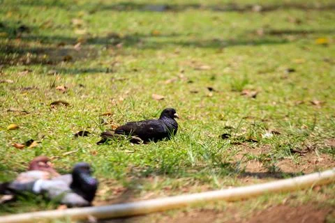 Pigeons on the grass in the park. Selective focus. Stock Photos