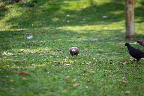 Pigeons on the grass in the park. Selective focus. Stock Photos