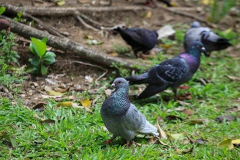 Pigeons on the grass in the park. Selective focus. Stock Photos