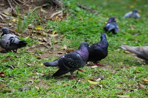 Pigeons on the grass in the park. Selective focus. Stock Photos